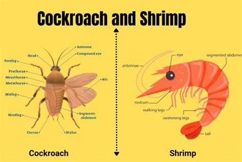 are shrimp similar to roaches